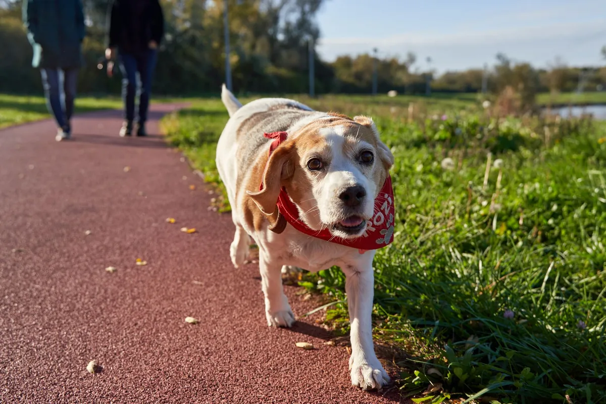 10-Minute Walk After Meals Research Summary: Walking vs. Sitting After Eating