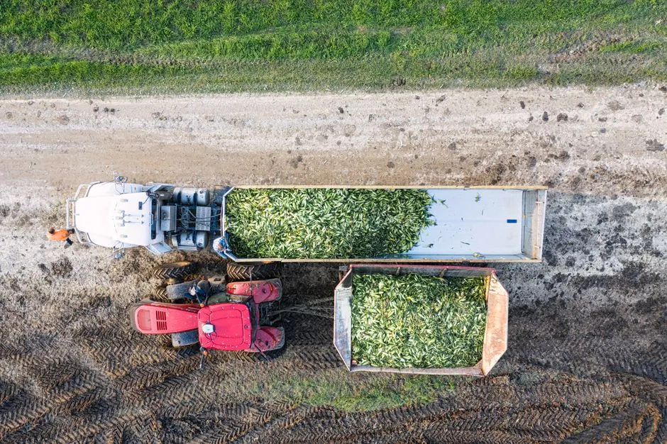 Top-down view of corn harvest in Minnesota, showcasing tractors and trailers loaded with crops.