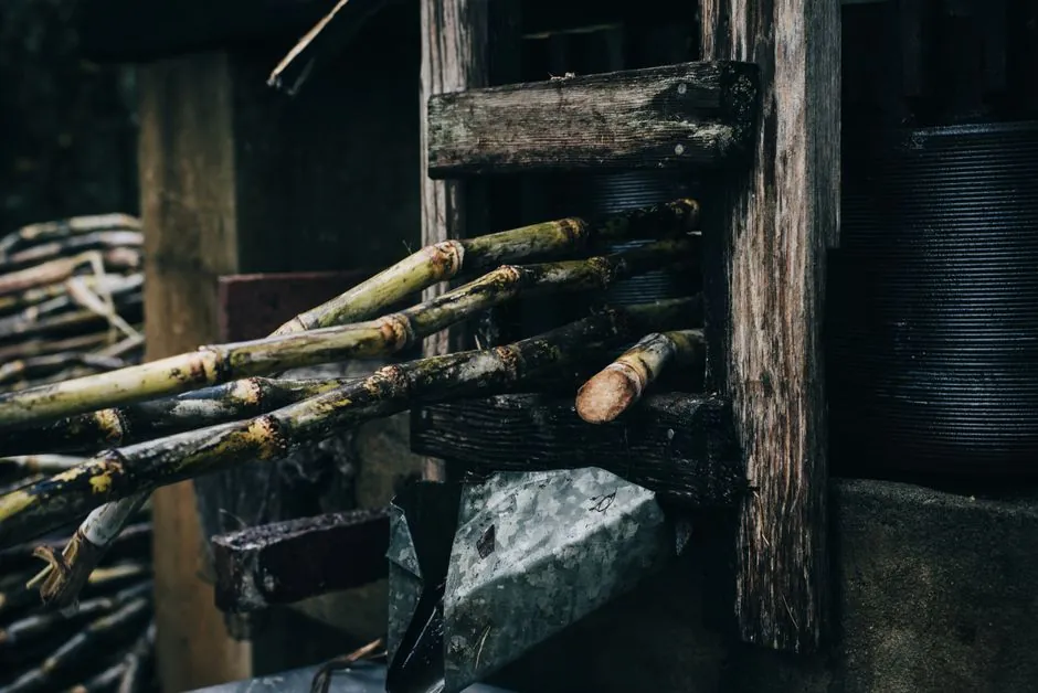 Close-up of sugar cane grinding with a rustic wooden press outdoors.