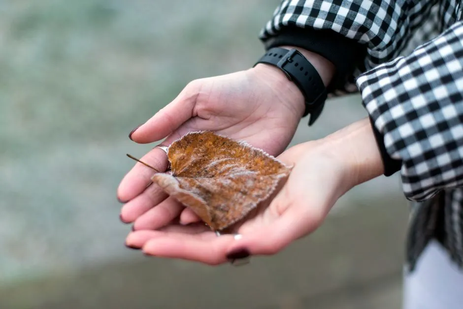 Hands holding a frosted brown leaf, showcasing a detail of fall season nature.