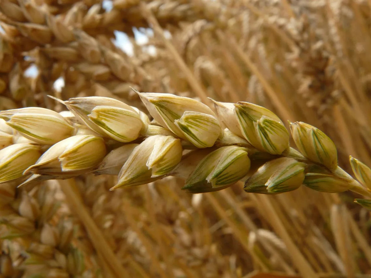Understanding the critical differences between food allergies versus sensitivities